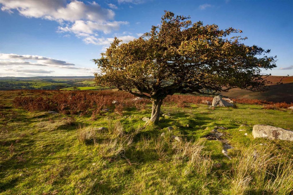 Tree in middle of moor with large stones